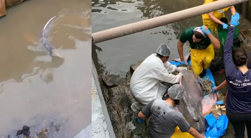 Boto-cor-de-rosa fica encalhado em rip rap; ajuda é urgente!