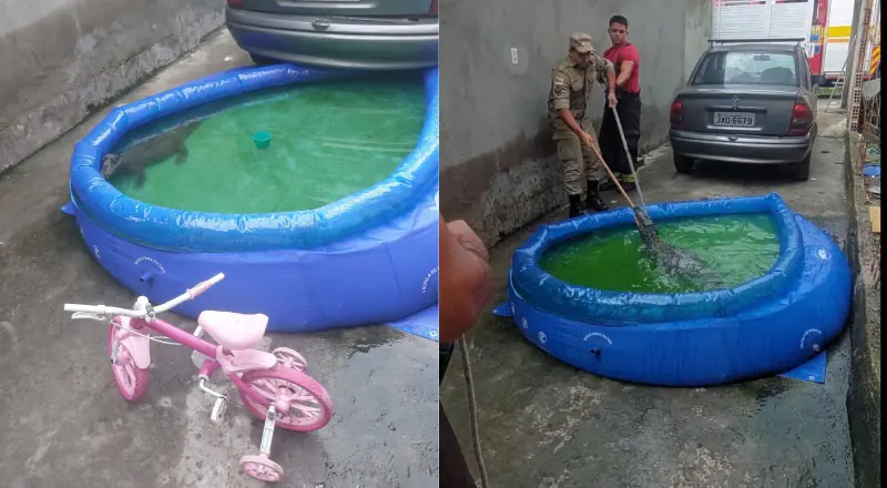 Dona de casa encontra jacaré na piscina; veja o que fazer!
