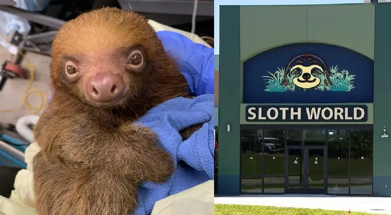 Tragédia na Flórida: fechamento de “Sloth World” após mortes