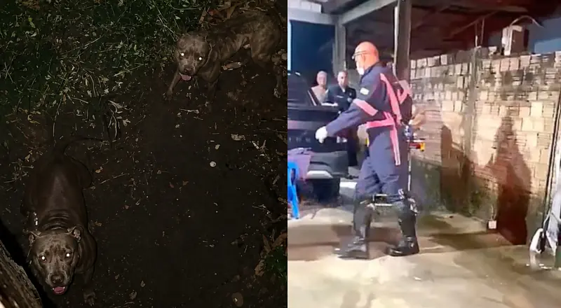 Ladrão pula muro e se depara com Pitbulls impiedosos: justiça em ação