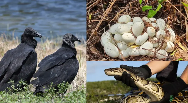 Natureza contra-ataca: Urubus ajudam a controlar pítons na Flórida