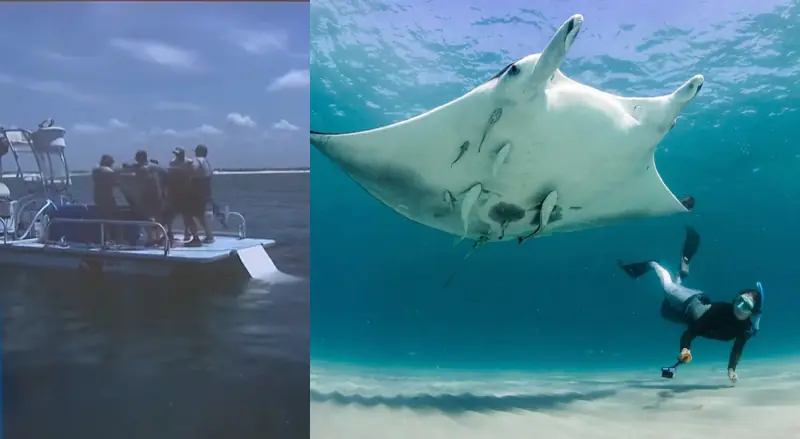 Vídeo de maus-tratos força mudança na lei de proteção às raias-manta