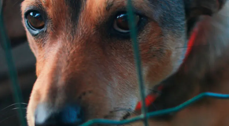 Revoltante: homem é preso após abuso de cachorro em Manaus