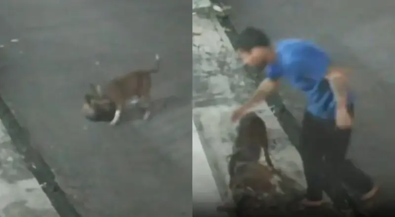 Tutor de pitbull é alvo de críticas após ataque fatal a gato