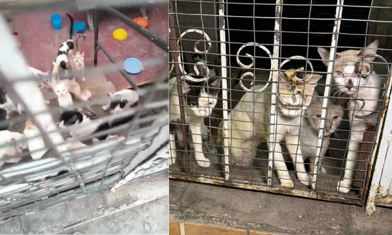 Cerca de 30 gatos ficam abandonados em casa de chacina