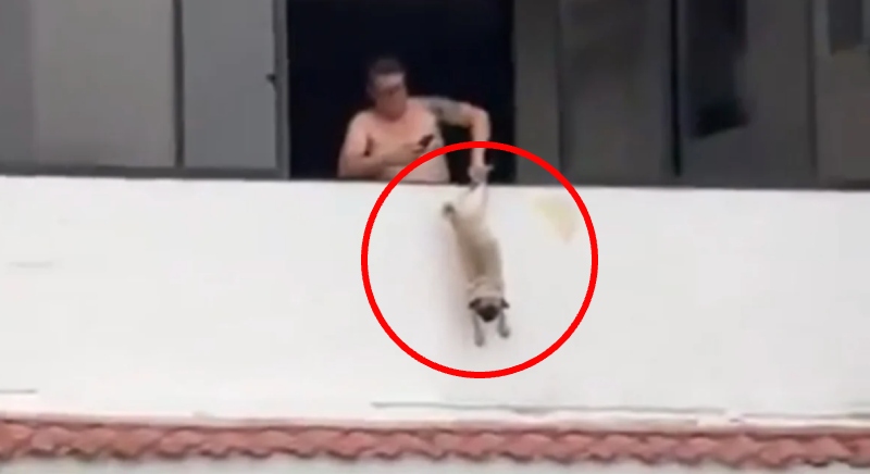 Cena revoltante! Ex-jogador preso em caso de maus-tratos a cachorro
