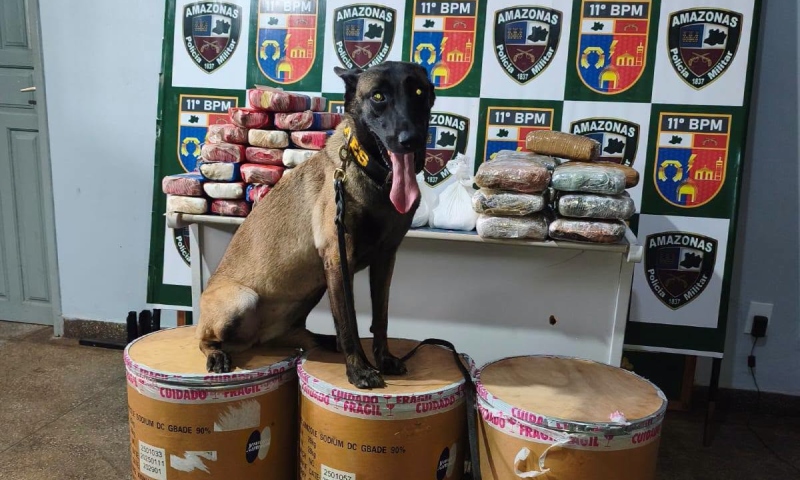 Polícia apreende mais de 72 kg de drogas em Parintins e prejuízo ao tráfico